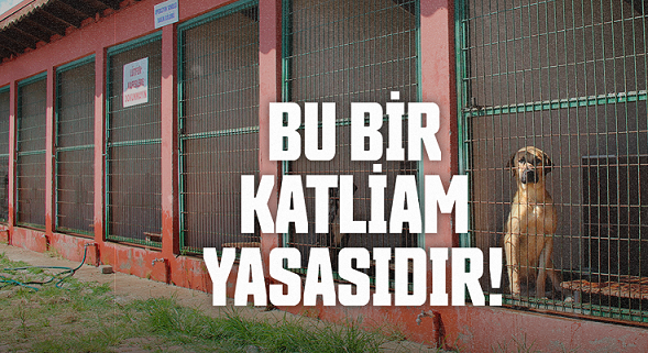 “Hayvansevere Ceza, Katliama Sessizlik!”