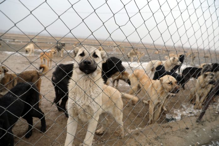 Bursa’da Köpek Çiftliği Tepkisi: Ercan Sönmez’den “Kırmızı Hat” Vurgusu