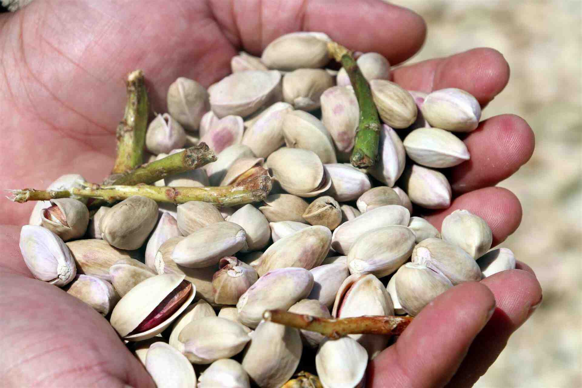 Siirt fıstığının fiyatı son 3 yılda yüzde 100 arttı